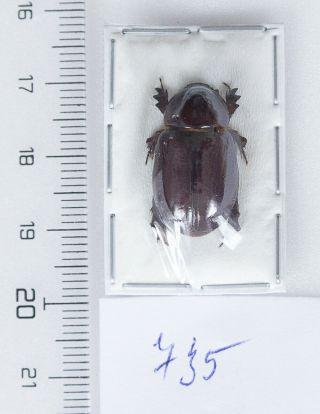 Dynastinae: Pimelopus Dubius A1,  1 Pc