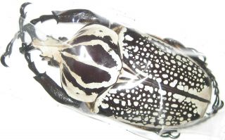 Cetoniinae Goliathus Orientalis Male A1 90mm (r.  D.  Congo) Dark Form