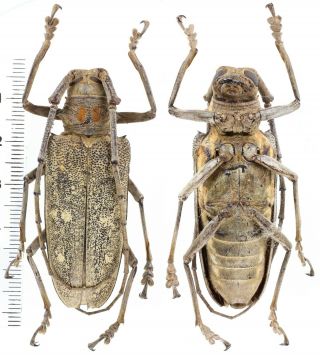 Batocera Humeridens - Cerambycidae 55 Mm From Timor Island,  Indonesia