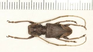 Cerambycidae Cerambycinae W Yunnan (69)