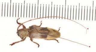 Cerambycidae Cerambycinae W Yunnan (20)