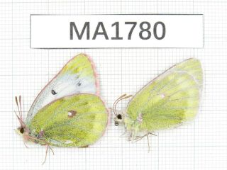 Butterfly.  Colias Arida Muetingi.  W Of Gansu,  Akesai.  2f.  Ma1780.