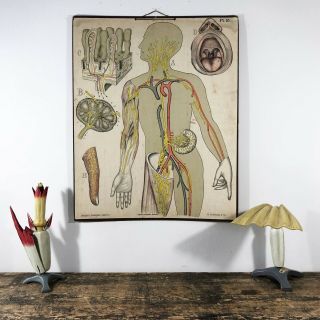 Antique Anatomical Wall Chart Of Human Body H.  Aschehoug And Co