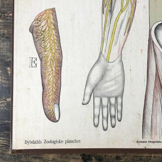 Antique anatomical wall chart of human body h.  Aschehoug and Co 2