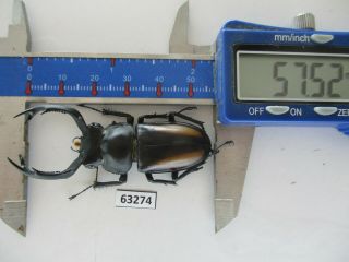 63274 Unmouted Insects: Lucanidae,  Rhaetulus Crenatus.  Vietnam N.  57mm