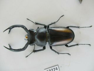 63274 Unmouted insects: Lucanidae,  Rhaetulus crenatus.  Vietnam N.  57mm 2