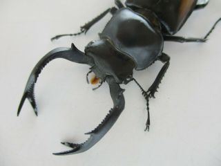 63274 Unmouted insects: Lucanidae,  Rhaetulus crenatus.  Vietnam N.  57mm 3