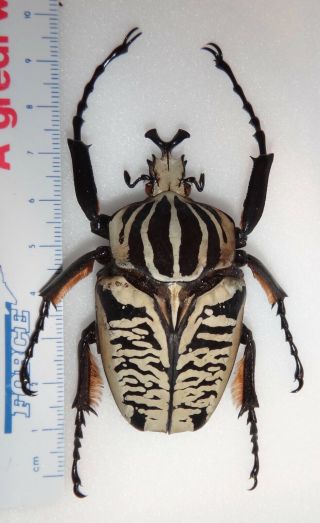 Goliathus Albosignathus Male 64.  9mm Tanzania African Goliath Beetle Insect