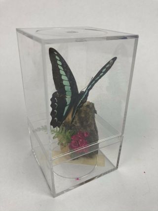 Vintage Real Mounted Taxidermy Graphium Sarpedon Butterfly Plastic Case Japan