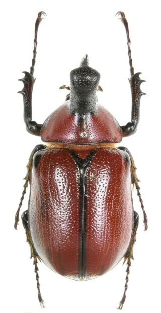 Insect Beetles Dynastinae Golofa Globulicornis 45 Mm Mexico