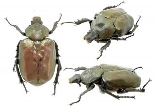 Insect Beetles Cetoniidae Trichiini Osmoderma Caeleste 30mm Primorye Reg Russia
