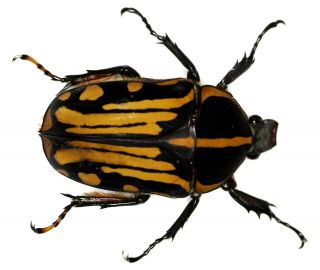 Insect Beetle Cetoniidae Coleoptera Chelorrhina Kraatzi - Rare Female