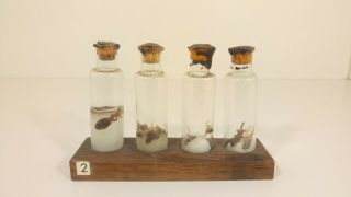 Vintage Frog Development Wet Specimen Oddities Taxidermy Mummified