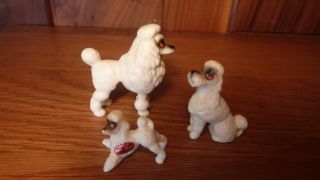 Adorable Vintage 3 - Pc Tiny Bone China White Show Poodle Dog Family Figurine Set