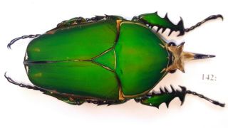 Cetonidae Mecynorrhina Torquata Inmaculicollis 78mm Male From Camerun 142