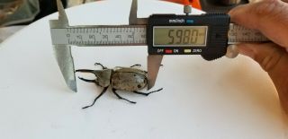 Utah Pair Male/female Dynastes Granti 59.  8 Mm Western Hercules Beetle Grantii