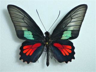 Fantastic Parides Neophilus Olivencius Male Papilioniidae Papilionidae Ecuador