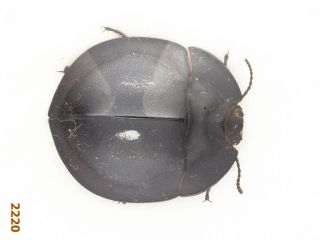 Tenebrionidae Sp.  A2,  16 Mm,  1 Pc
