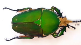 Cetonidae Mecynorrhina Torquata Inmaculicollis 81mm Male From Camerun 518