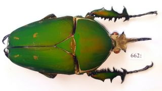 Cetonidae Mecynorrhina Torquata Inmaculicollis 80mm Male From Camerun 662