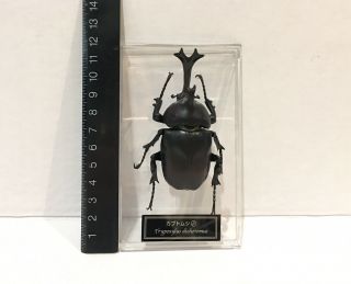 Deagostini 1:1 Trypoxylus Dichotomus Japanese Rhinoceros Beetle Insect Figure