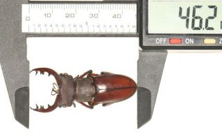 Lucanidae Lucanus Kirchneri Fujian 46.  2mm
