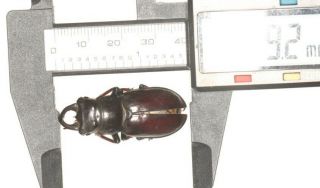 Lucanidae Lucanus Imitator 39.  2mm Tibet