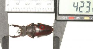 Lucanidae Lucanus Brivioi 42.  3mm Fujian