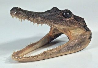 Real American Alligator Head 5 " Taxidermy