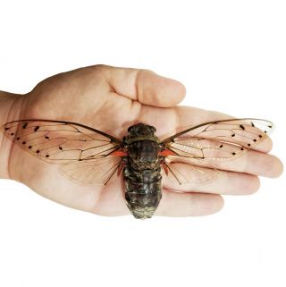 One Real Pomponia Intermedia Clearwing Cicada Thailand Mounted Wings Spread