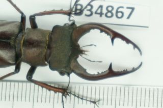 B34867 – Lucanus Gravidus Saito Species? Beetles,  Insects Yen Bai Vietnam