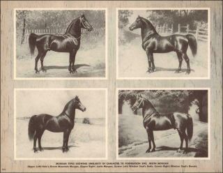 Vintage Art Print By George Ford Morris Morgan Horses Justin Morgan Type