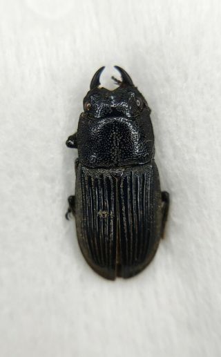 Lucanidae,  Dorcus Sp,  Tibet,  Rare,  A2,  China