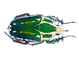 Mecynorrhina Ugandensis Male Very Big 57mm,  Fantastic Green/white Uganda