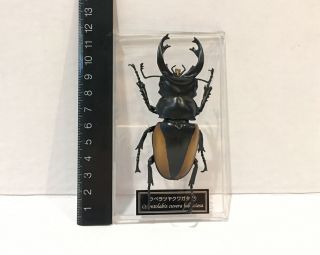 Deagostini 1:1 Odontolabis Cuvera Fallaciosa Male Beetle Figure