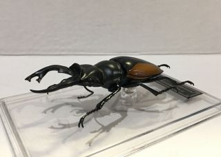 Deagostini 1:1 Odontolabis cuvera fallaciosa Male Beetle Figure 2