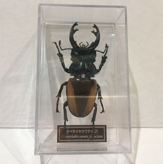 Deagostini 1:1 Odontolabis cuvera fallaciosa Male Beetle Figure 3