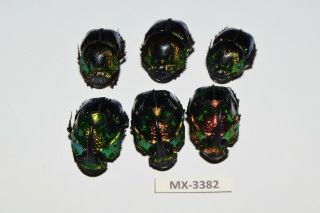 Phanaeus - Colection Sp.  Mexico Very Rarest - Mx - 3382