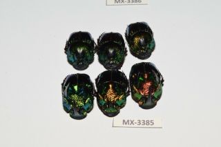 Phanaeus - Colection Sp.  Mexico Very Rarest - Mx - 3385