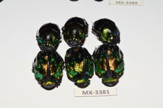Phanaeus - Colection Sp.  Mexico Very Rarest - Mx - 3381