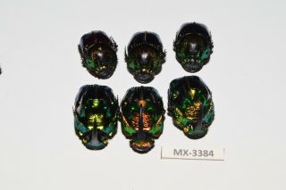 Phanaeus - Colection Sp.  Mexico Very Rarest - Mx - 3384
