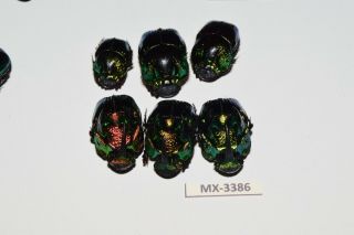 Phanaeus - Colection Sp.  Mexico Very Rarest - Mx - 3386