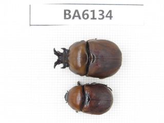 Beetle.  Rutelidae Sp.  Myanmar Border,  N Mt.  Gaoligongshan.  1p.  Ba6134.