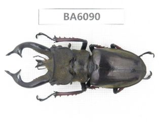 Beetle.  Lucanus Tibetanus Ssp.  Myanmar Border,  N Mt.  Gaoligongshan.  1m.  Ba6090.
