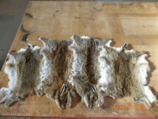Air Dried Wild Rabbit Skins 2 With Face 2 Without.  Winter Furs For Art And Craft