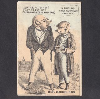 Bachelor Pig Dude 1800 