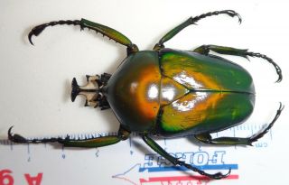 Dicronorrhina Oberthuri 50.  4mm Male From Congo Cb - 20 Green Flower Beetle Wow