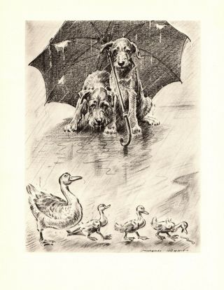 1946 Antique Irish Terrier Print Morgan Dennis Dog And Ducks Art 3706 B