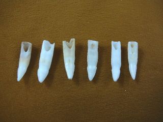 (g371 - 52 - 3) Six 1 - 1/8 " Gator Alligator Aligator Tooth Gators Teeth For Jewelry