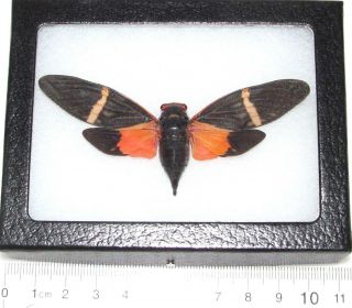 Real Framed Tosena Pavei Black Orange Cicada Thailand